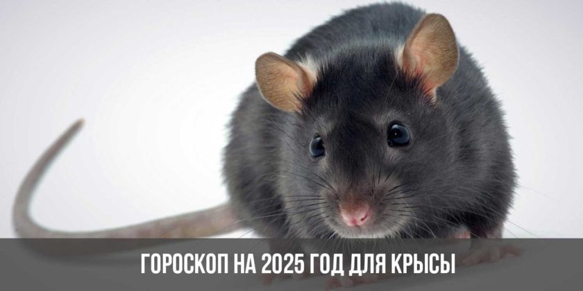 Гороскоп для Крысы на 2025 год Змеи
