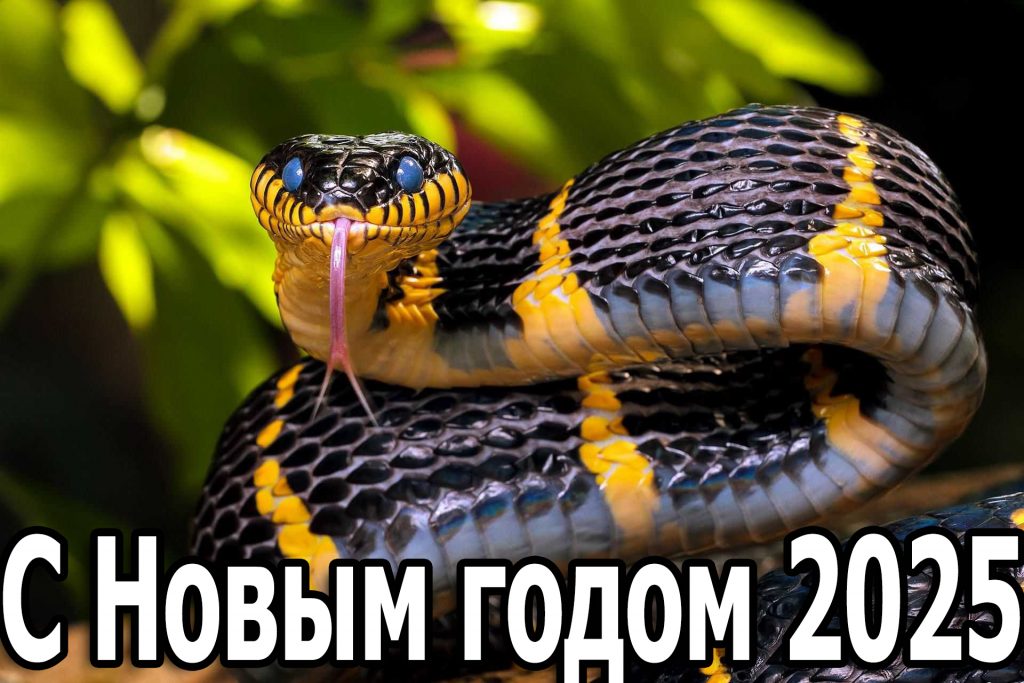 Новогодние надписи с символом 2025 года - Змеёй