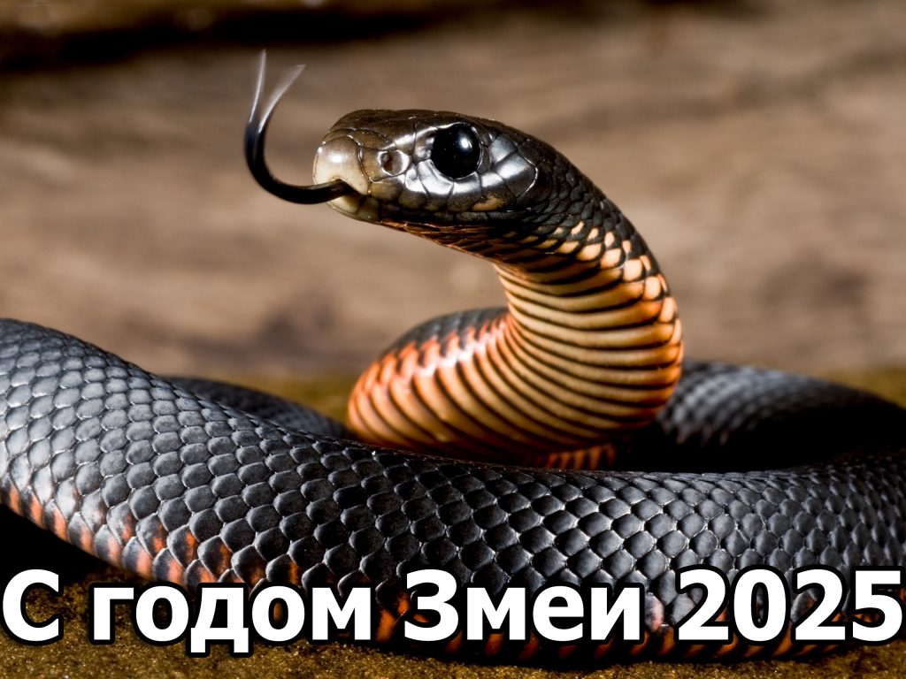 Новогодние надписи с символом 2025 года - Змеёй